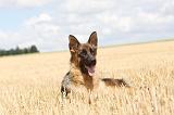 BERGER ALLEMAND 227